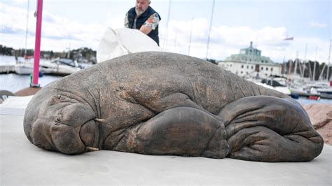 Life-size sculpture of euthanized walrus unveiled in Norway